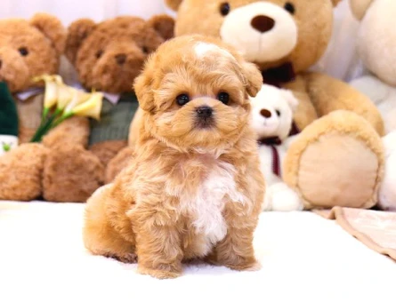 Gülen Surat Toy Poodle Mi̇nnaklarimiz - 5509