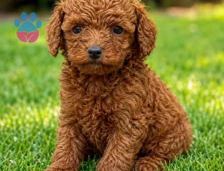 Toypoodle çok sevimli yavrular ruhsatlı çiftlik