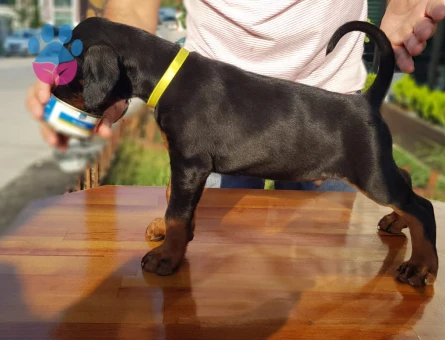 Şecereli Doberman Yavrular 2 Aylıklar