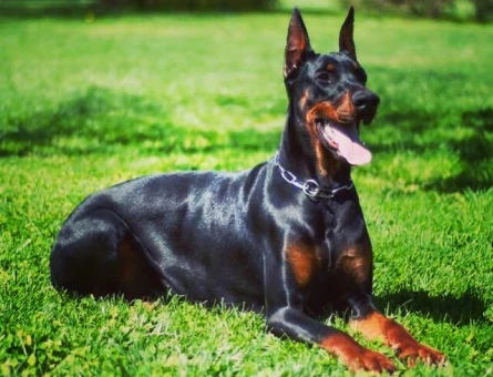 Şecereli Doberman Yavrular 2 Aylıklar - 5512