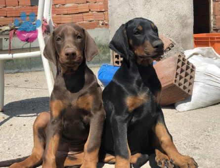 Şecereli Doberman Yavrular 2 Aylıklar