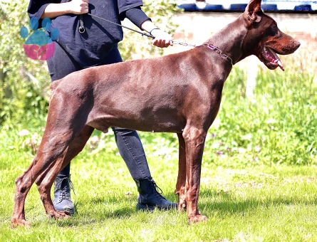 Şecereli Doberman Yavrular 2 Aylıklar