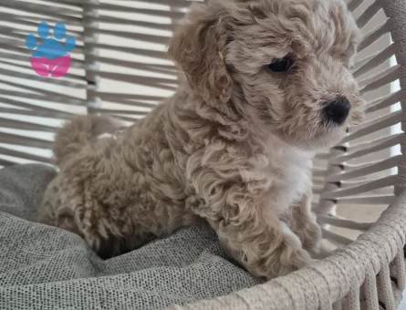 F1 Maltipoo yavrular 2 Aylıklar