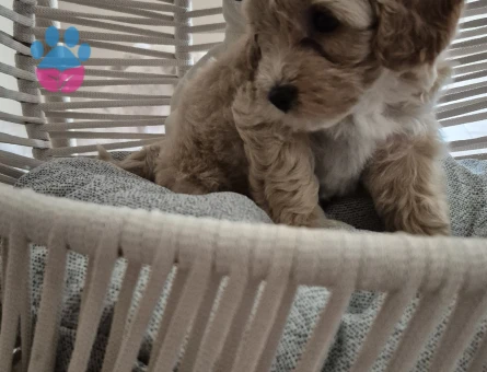 F1 Maltipoo yavrular 2 Aylıklar