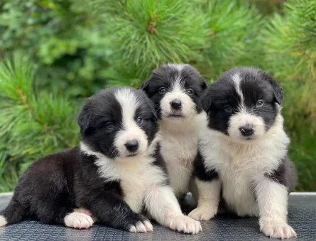 Border. Collie. Yavruları 2 Aylıklar - 5517