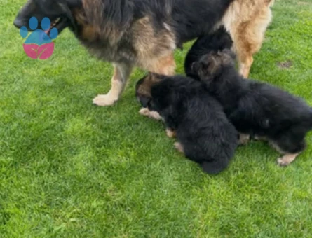 Alman kurt. Köpeği. Yavruları - 5519