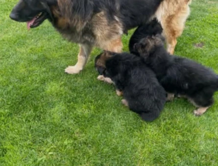 Alman kurt. Köpeği. Yavruları - 5519