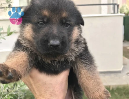 Alman kurt. Köpeği. Yavruları