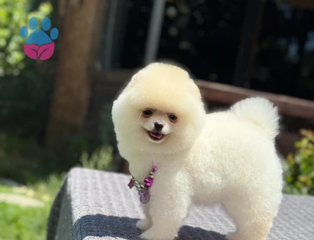 Orjinal Pomeranian Boo Yavrularımız Yeni Ailesi İçin Hazır