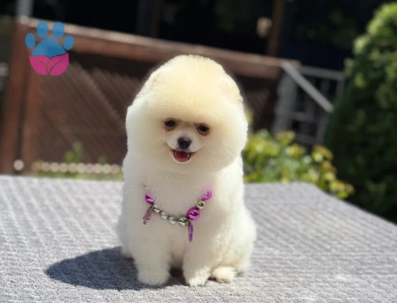 Orjinal Pomeranian Boo Yavrularımız Yeni Ailesi İçin Hazır