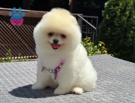 Orjinal Pomeranian Boo Yavrularımız Yeni Ailesi İçin Hazır