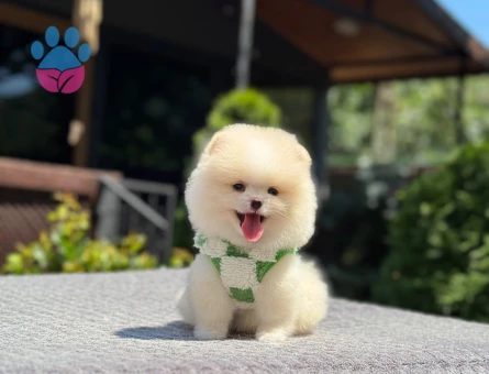 Beykoz’da Sağlıklı ve Sevimli Pomeranian Boo Yavruları