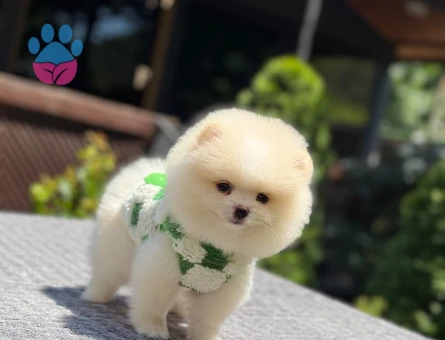 Beykoz’da Sağlıklı ve Sevimli Pomeranian Boo Yavruları