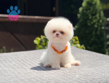 Çocuk Dostu Pomeranian Boo 2 Aylık Bebekler