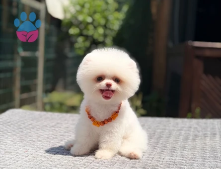 Çocuk Dostu Pomeranian Boo 2 Aylık Bebekler