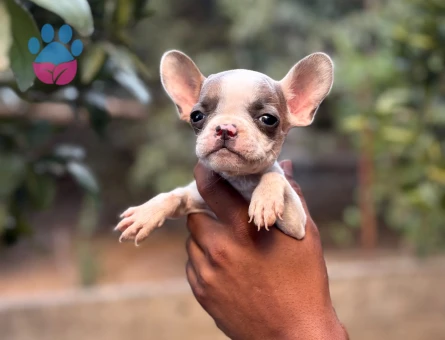 2 AYLIL ERKEK DİŞİ FRENCH BULDOG YAVRULAR