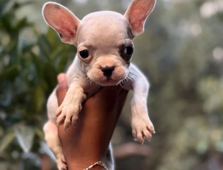2 AYLIL ERKEK DİŞİ FRENCH BULDOG YAVRULAR - 5525