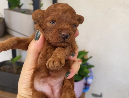 Korekan POODLE erkek yavru - 5526