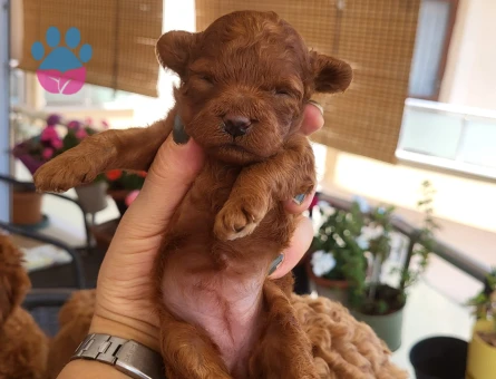 Korekan POODLE erkek yavru