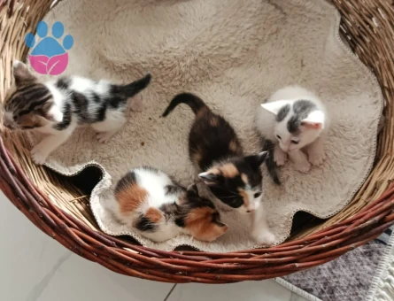 Tekir yavru kedi