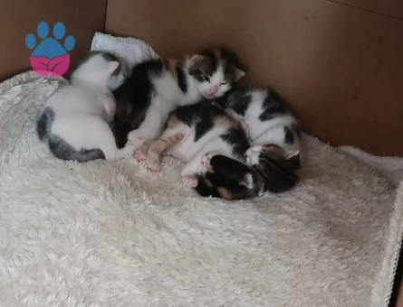Tekir yavru kedi