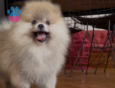 POMERANİAN BOO ORANGE ERKEK