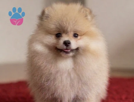 POMERANİAN BOO ORANGE ERKEK