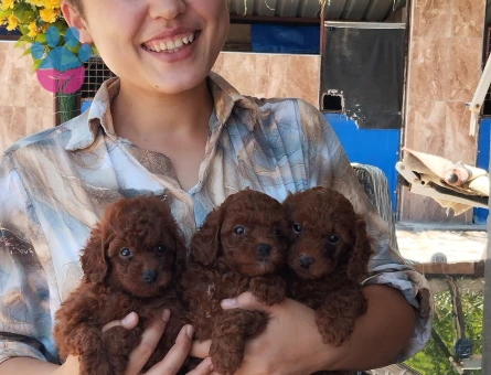 Sevgi Dolu Aile Arayan Toy Poodle Bebekler - 5532