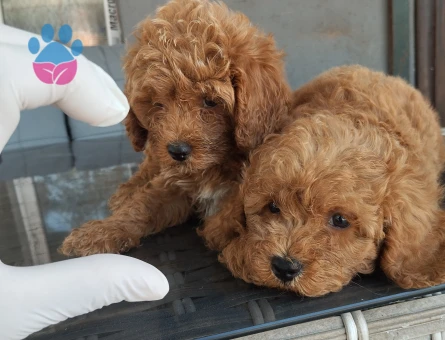 Sevgi Dolu Aile Arayan Toy Poodle Bebekler
