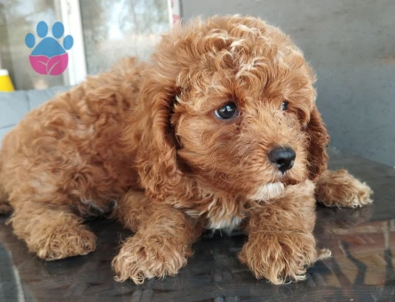 Sevgi Dolu Aile Arayan Toy Poodle Bebekler