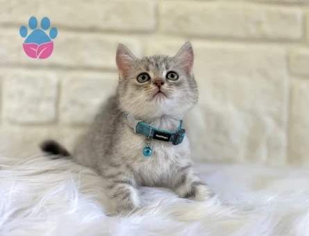 British Shorthair Silver Tabby Erkek 2 Aylık