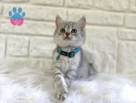 British Shorthair Silver Tabby Erkek 2 Aylık