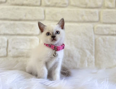 2 Aylık British Shorthair Bluepoint Dişi Yavru
