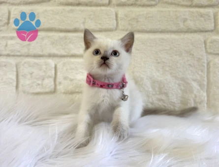 2 Aylık British Shorthair Bluepoint Dişi Yavru