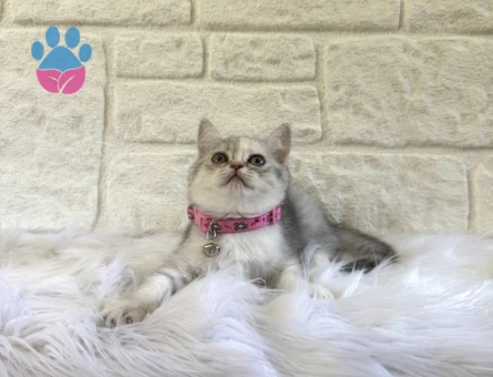 British Shorthair Silver Tabby Dişi Meraklı Kızımız