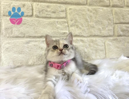 British Shorthair Silver Tabby Dişi Meraklı Kızımız