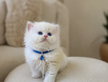 British Longhair Bembeyaz Yavrumuz - 7084