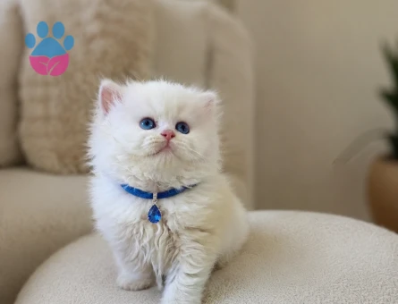 British Longhair Bembeyaz Yavrumuz - 7084 - Görsel 3