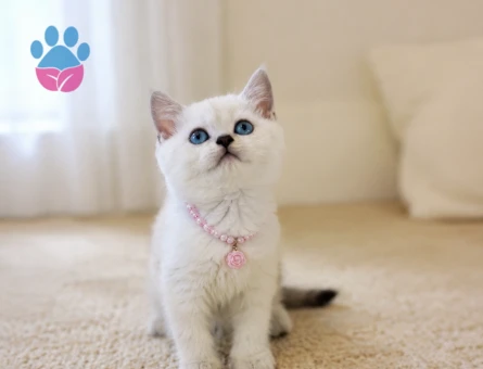 British Shorthair Silver Point Çiçek Kızımız. - 7086