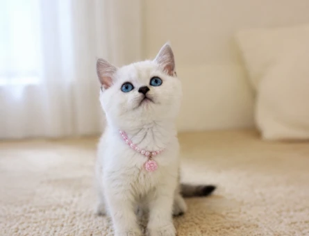British Shorthair Silver Point Çiçek Kızımız. - 7086