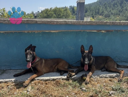 EĞİTİMLİ BELÇİKA ( Malinois ) YAVRULAR YENİ AİLESİNİ BEKLİYOR - 7088