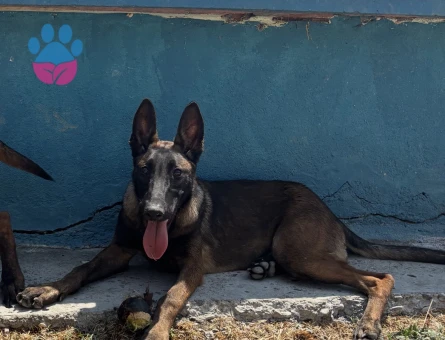 EĞİTİMLİ BELÇİKA ( Malinois ) YAVRULAR YENİ AİLESİNİ BEKLİYOR - 7088 - Görsel 4
