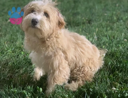 Maltipoo yavru köpek 4 Aylık - 7089