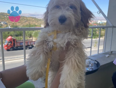 Maltipoo yavru köpek 4 Aylık - 7089 - Görsel 3