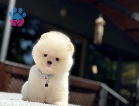 Pomeranian Boo Mini Dİşi Yavrumuz - 7090