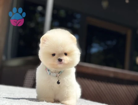 Pomeranian Boo Mini Dİşi Yavrumuz - 7090 - Görsel 3