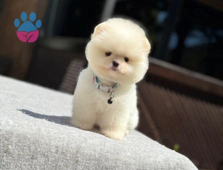 Pomeranian Boo Mini Dİşi Yavrumuz - 7090 - Görsel 4