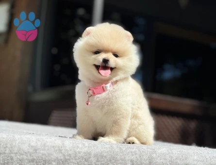 Pomeranian dişi mini ayıcık yavrumuz - 7092 - Görsel 3