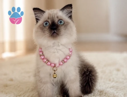 British Shorthair Çikolata Point Tombiş Yanak - 7098 - Görsel 3