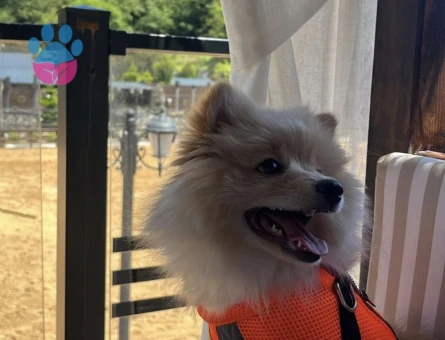 Pomeranian Boo Poofye Yuva Arıyorum - 7101